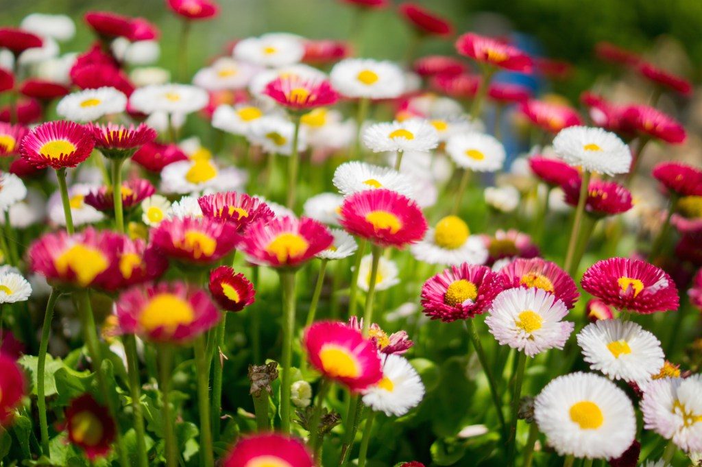 not enough flowers to say, "Thanks mom."